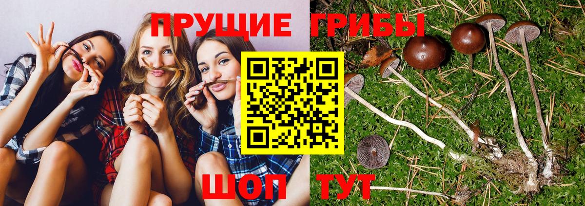 Галлюциногенные грибы ЛСД  Вход с VPN  Вольск 
